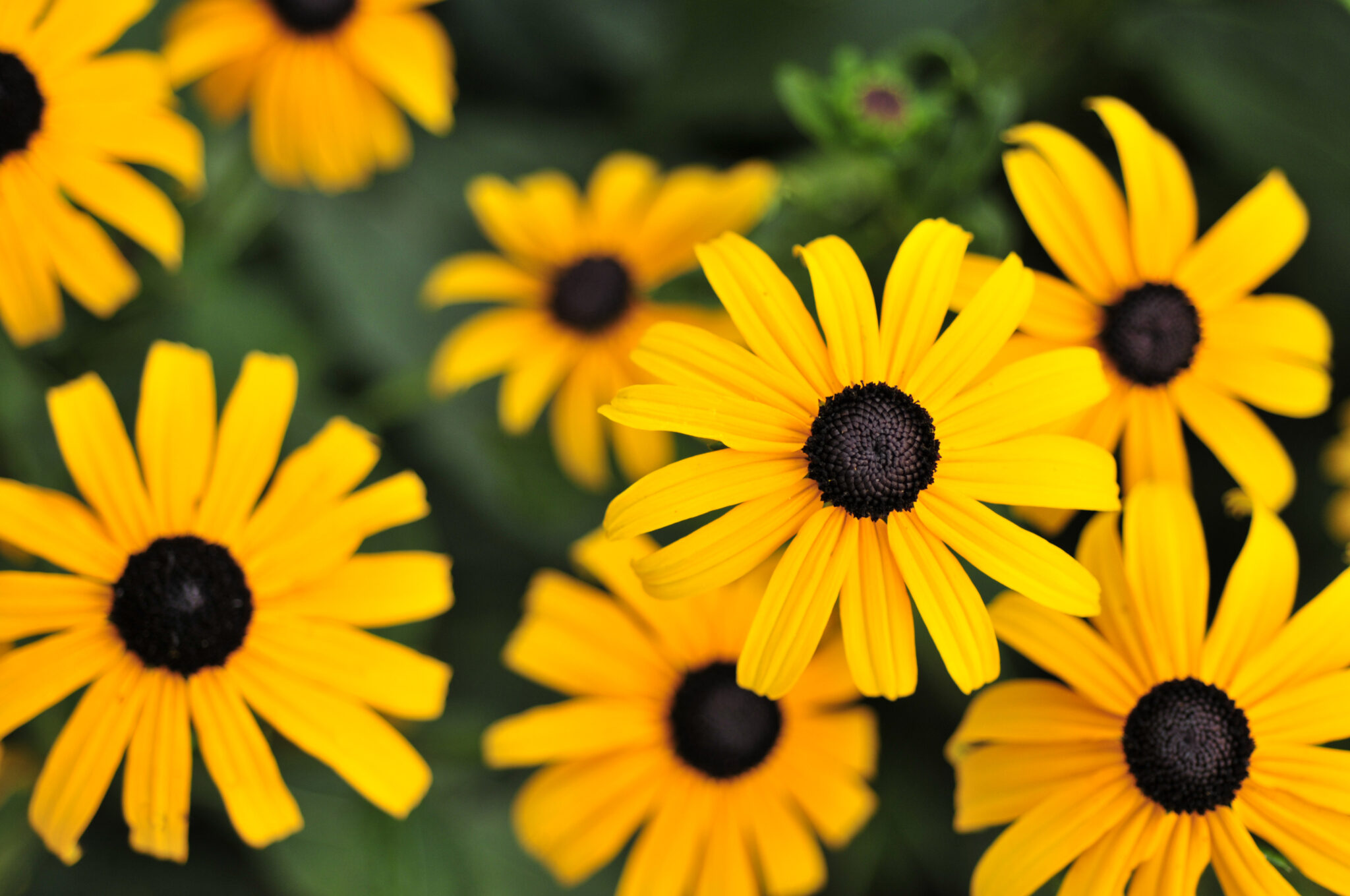 Black Eyed Susan